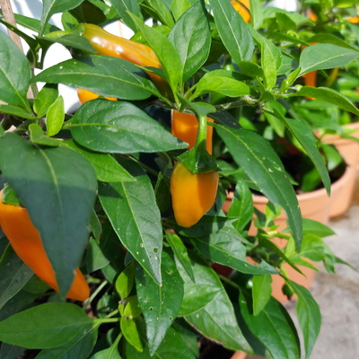 chillies
